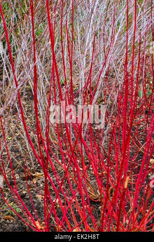 Roter Hartriegel und Rubus Thibetanus Ghost bramble Stockfoto