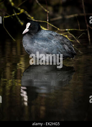 Eurasische Blässhuhn (Fulica Atra) Stockfoto