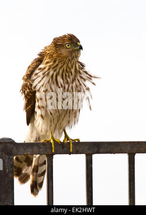 Cooper der Habicht (Accipiter Cooperii) Flusen Federn auf Nachbarschaft Zaun Stockfoto