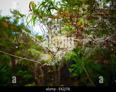 Granadillo Hypericum Canariense.  Parque Nacional Garajonay Visitor Center National Park La Gomera Insel Kanaren Spanien Stockfoto