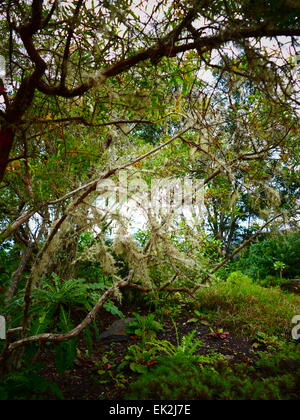 Granadillo Hypericum Canariense.  Parque Nacional Garajonay Visitor Center National Park La Gomera Insel Kanaren Spanien Stockfoto