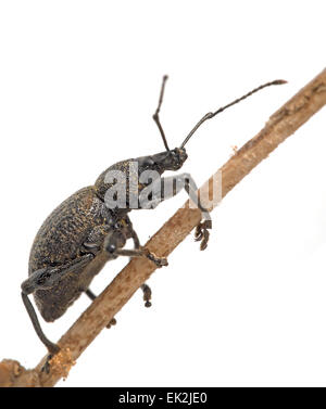 Otiorhynchus Sulcatus, schwarzer Dickmaulrüssler. Über weiß. Stockfoto