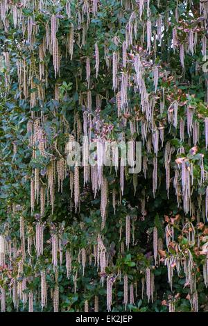 Garrya Elliptica - Seide Quaste Busch Stockfoto