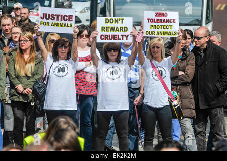 Belfast, Nordirland. 27. April 2014 - versammeln sich Hunderte von Menschen zu einer Kundgebung, die Ende der Tierquälerei und strengere Vorschriften für Täter fordert. Stockfoto