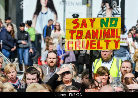 Belfast, Nordirland. 27. April 2014 - versammeln sich Hunderte von Menschen zu einer Kundgebung, die Ende der Tierquälerei und strengere Vorschriften für Täter fordert. Stockfoto