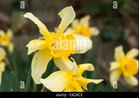 Gärtner schlimmste Angst vor Beschädigung der Blumen durch Schädlinge Insekten Schnecken gegessen Blütenblätter zerstört aber leckeres Essen für Schädlingsbekämpfung Stockfoto