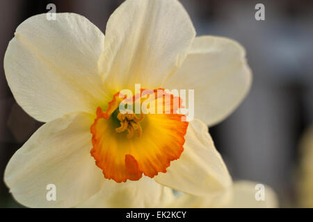 Frühlingsblumen Weiße Narzisse Osterglocke Haufen Blumen Stockfoto