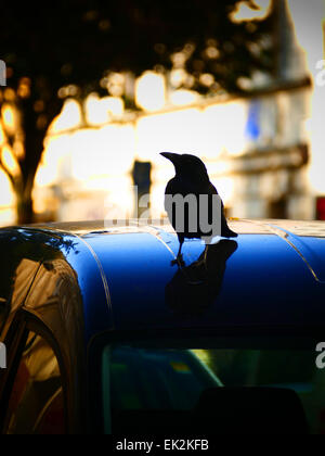 Ein urban schwarze Rabe Krähe Amsel stehend auf einem Auto Stockfoto