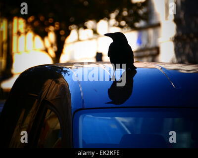 Ein urban schwarze Rabe Krähe Amsel stehend auf einem Auto Stockfoto