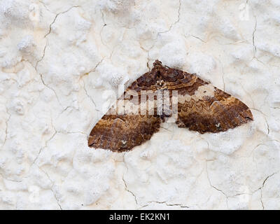 Zeitigen Frühjahr Motte. Earophila Badiata - Schulter-Streifen Motte. Stockfoto