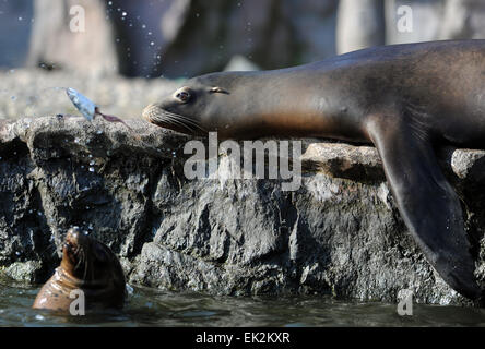 Gelsenkirchen, Deutschland. 17. März 2015. Ein Seelöwe schaut ein Fisch, der sich durch eine andere Seelöwen im Tiergarten ZOOM Erlebniswelt in Gelsenkirchen, Deutschland, 17. März 2015 wirbelte war. Foto: Caroline Seidel/Dpa/Alamy Live News Stockfoto