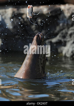 Gelsenkirchen, Deutschland. 17. März 2015. Ein Seelöwe Swirles bis ein Fisch am Zoologischen Gärten der ZOOM Erlebniswelt in Gelsenkirchen, Deutschland, 17. März 2015. Foto: Caroline Seidel/Dpa/Alamy Live News Stockfoto