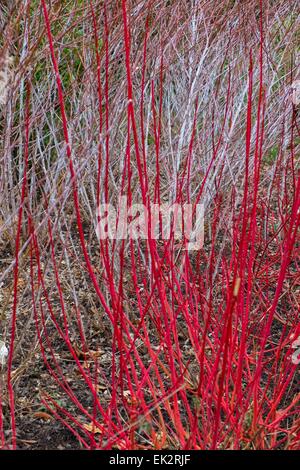 Roter Hartriegel und Rubus Thibetanus Ghost Bramble in ein Winter-Grenze wachsen. Stockfoto