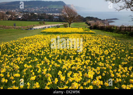 Sidmouth, UK. 6. April 2015. Ein Projekt um 1 Million Glühbirnen – letzter Wunsch des kanadischen Millionär, Pflanzen steht kurz vor der Halbzeit in Sidmouth, Devon. Mehr als 400.000 Birnen sind nun von Freiwilligen in Sidmouth, Devon in den letzten zwei Jahren gepflanzt worden. Investment-Banker Keith Owen hatte die Absicht, sich in Sidmouth, zurückziehen, die er als "England, wie es früher", aber in 2007 zu entdecken, er hatte nur 8 Wochen zu leben, links seine £ 2,3 Millionen-Vermögen in die Stadt für Projekte von lokalem Interesse. Credit: Foto Mittel-/Alamy Live-Nachrichten Stockfoto