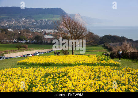 Sidmouth, UK. 6. April 2015. Ein Projekt um 1 Million Glühbirnen – letzter Wunsch des kanadischen Millionär, Pflanzen steht kurz vor der Halbzeit in Sidmouth, Devon. Mehr als 400.000 Birnen sind nun von Freiwilligen in Sidmouth, Devon in den letzten zwei Jahren gepflanzt worden. Investment-Banker Keith Owen hatte die Absicht, sich in Sidmouth, zurückziehen, die er als "England, wie es früher", aber in 2007 zu entdecken, er hatte nur 8 Wochen zu leben, links seine £ 2,3 Millionen-Vermögen in die Stadt für Projekte von lokalem Interesse. Credit: Foto Mittel-/Alamy Live-Nachrichten Stockfoto