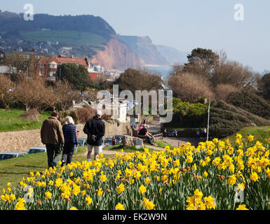 Sidmouth, UK. 6. April 2015. Ein Projekt um 1 Million Glühbirnen – letzter Wunsch des kanadischen Millionär, Pflanzen steht kurz vor der Halbzeit in Sidmouth, Devon. Mehr als 400.000 Birnen sind nun von Freiwilligen in Sidmouth, Devon in den letzten zwei Jahren gepflanzt worden. Investment-Banker Keith Owen hatte die Absicht, sich in Sidmouth, zurückziehen, die er als "England, wie es früher", aber in 2007 zu entdecken, er hatte nur 8 Wochen zu leben, links seine £ 2,3 Millionen-Vermögen in die Stadt für Projekte von lokalem Interesse. Credit: Foto Mittel-/Alamy Live-Nachrichten Stockfoto