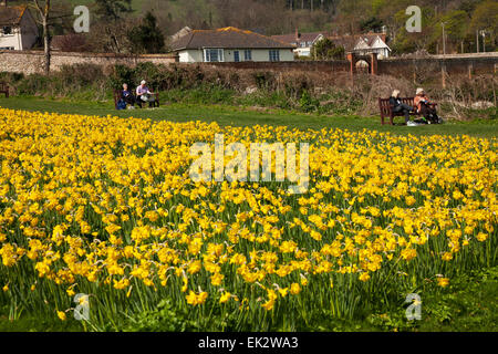 Sidmouth, UK. 6. April 2015. Ein Projekt um 1 Million Glühbirnen – letzter Wunsch des kanadischen Millionär, Pflanzen steht kurz vor der Halbzeit in Sidmouth, Devon. Mehr als 400.000 Birnen sind nun von Freiwilligen in Sidmouth, Devon in den letzten zwei Jahren gepflanzt worden. Investment-Banker Keith Owen hatte die Absicht, sich in Sidmouth, zurückziehen, die er als "England, wie es früher", aber in 2007 zu entdecken, er hatte nur 8 Wochen zu leben, links seine £ 2,3 Millionen-Vermögen in die Stadt für Projekte von lokalem Interesse. Credit: Foto Mittel-/Alamy Live-Nachrichten Stockfoto