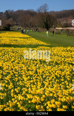 Sidmouth, UK. 6. April 2015. Ein Projekt um 1 Million Glühbirnen – letzter Wunsch des kanadischen Millionär, Pflanzen steht kurz vor der Halbzeit in Sidmouth, Devon. Mehr als 400.000 Birnen sind nun von Freiwilligen in Sidmouth, Devon in den letzten zwei Jahren gepflanzt worden. Investment-Banker Keith Owen hatte die Absicht, sich in Sidmouth, zurückziehen, die er als "England, wie es früher", aber in 2007 zu entdecken, er hatte nur 8 Wochen zu leben, links seine £ 2,3 Millionen-Vermögen in die Stadt für Projekte von lokalem Interesse. Credit: Foto Mittel-/Alamy Live-Nachrichten Stockfoto