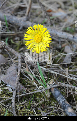 Huflattich Blume im Frühling im Wald. Stockfoto