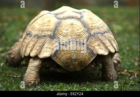 Afrikaner trieb Schildkröte (Geochelone Sulcata) auf Rasen Stockfoto