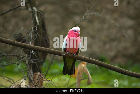 Eolophus Roseicapilla rosa und grau Rosakakadu Rose breasted Cockatoo Papagei Vogel Stockfoto