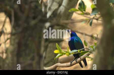 Weniger blau-eared glattes-Starling Vogel sitzend im Zweig Stockfoto