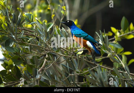 Der Superb Starling (Glanzstare Superbus) ist Mitglied der Star-Familie der Vögel. Es finden häufig in Ost-Afrika Stockfoto