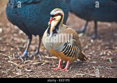 Bunte Chukar Rebhuhn im Zoo von Lagos, Portugal Stockfoto