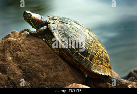 Eine rote Eared Slider Schildkröte ruht auf einem Felsen Stockfoto