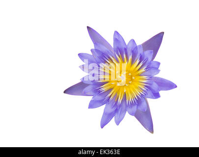 Einzelne lila Lotusblüte, die isoliert auf weißem Hintergrund und Clipping-Pfad Stockfoto