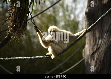 weiße übergab Gibbon Hylobates Lar Stellung im Baum Stockfoto