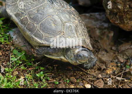 Diese Schildkröten sind nicht völlig aquatischen und lassen Sie das Wasser in der Sonne aalen und Eier. Sie sind verblüffend schnell und al Stockfoto