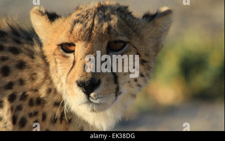 Geparden in der Nähe, Stiele Beute Stockfoto