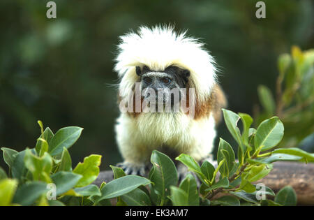Nahaufnahme von einem Baumwoll-Top Tamarin (Saguinus Oedipus), auf dem Ast Stockfoto