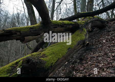Moos bedeckt umgestürzte Bäume, Runupes Ieleja Nature Reserve, Lettland Stockfoto