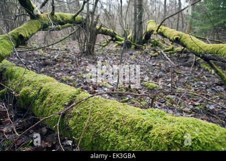 Moos bedeckt umgestürzte Bäume, Runupes Ieleja Nature Reserve, Lettland Stockfoto