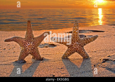 Seestern am Strand mit Sonnenuntergang Hintergrund. Stockfoto