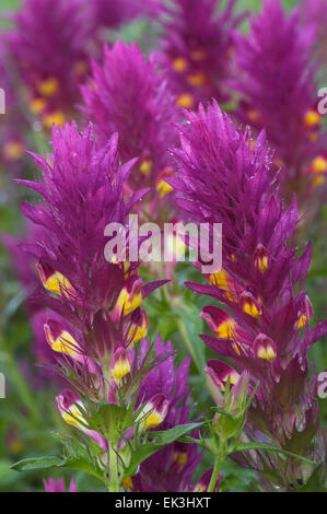 Ackerwachtelweizen (Melampyrum Arvense) in Blüte Stockfoto