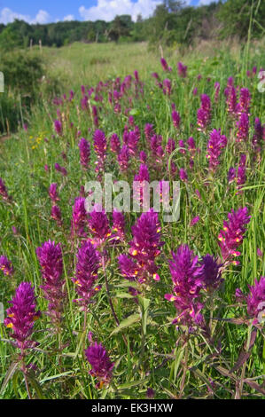 Ackerwachtelweizen (Melampyrum Arvense) in Blüte auf Wiese Stockfoto