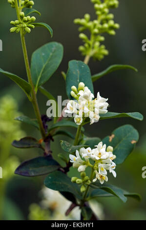 Wilde Liguster (Ligustrum Vulgare) in Blüte Stockfoto