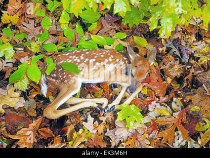 Ein weiß - angebundene Rotwild Rehkitz schläft in alten Blätter in einem Laubwald im mittleren Westen. Stockfoto