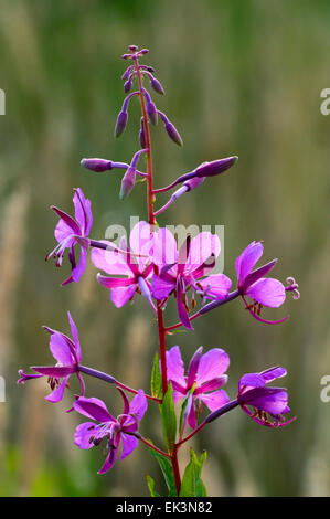 Rosebay Weidenröschen / Weidenröschen / große Weide-Kraut (Chamerion Angustifolium) in Blüte Stockfoto