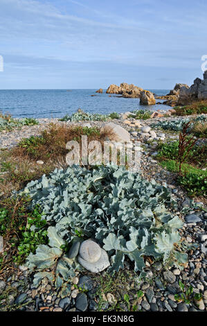 Meerkohl (Crambe Maritima) am Kiesstrand Stockfoto