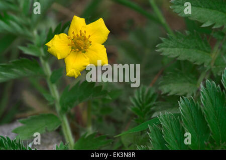 Gemeinsame Silverweed / Silverweed Fingerkraut (Potentilla heisses) in Blüte Stockfoto