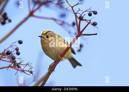 Wintergoldhähnchen (Regulus Regulus) thront in Baum Stockfoto