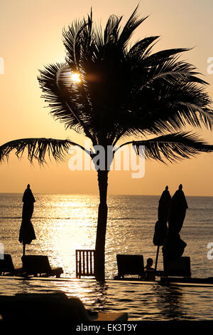 schöne Palmen stehen am Strand bei Sonnenuntergang Stockfoto