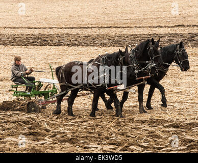 Holmes County, Ohio, USA. 6. April 2015. Ein junger Bauer pflügt seines Fachs im Holmes County, Ohio. Bildnachweis: Brent Clark/Alamy Live-Nachrichten Stockfoto