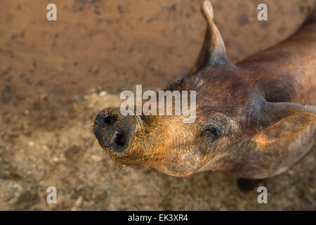 Mund von einem schwarzen iberischen junges Schwein Stockfoto