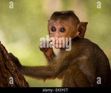 Eine sehr junge Toque Makaken (Macaca Sinica), genießen Sie einen Snack in der Nähe der Ruinen in Polonnaruwa, Sri Lanka. Stockfoto