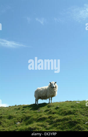 Ein Schaf auf Wiese mit blauem Himmel Isle Of Skye Scotland UK Europe Stockfoto